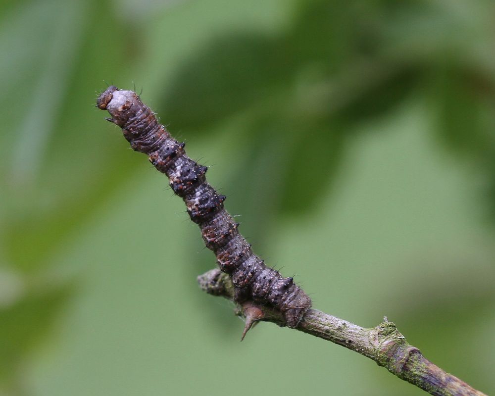 Raupe des Schneespanners