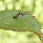 Raupe des Schneespanners (Phigalia pilosaria)