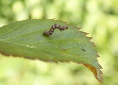 Raupe des Schneespanners (Phigalia pilosaria)