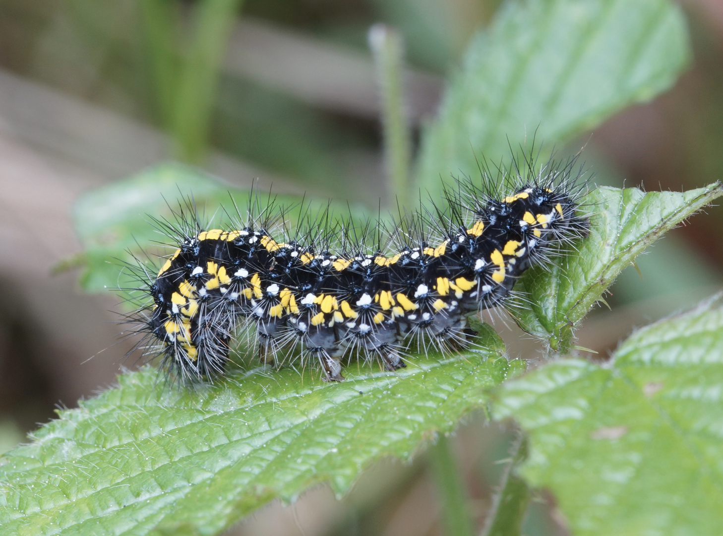 Raupe des Schönbären