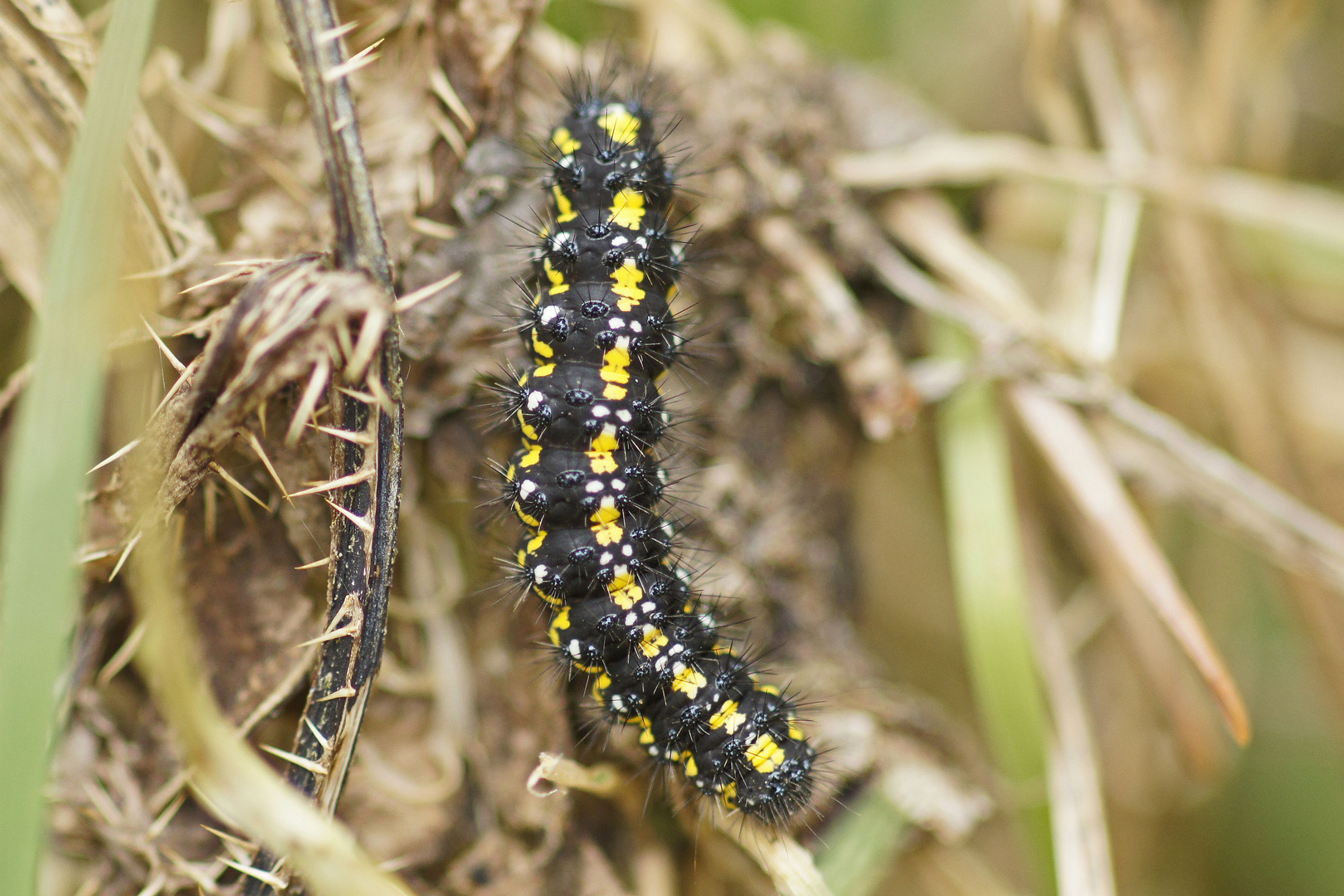 Raupe des Schönbären (Callimorpha dominula)