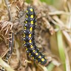 Raupe des Schönbären (Callimorpha dominula)