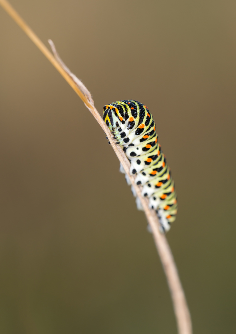 Raupe des Schwalbenschwanz 