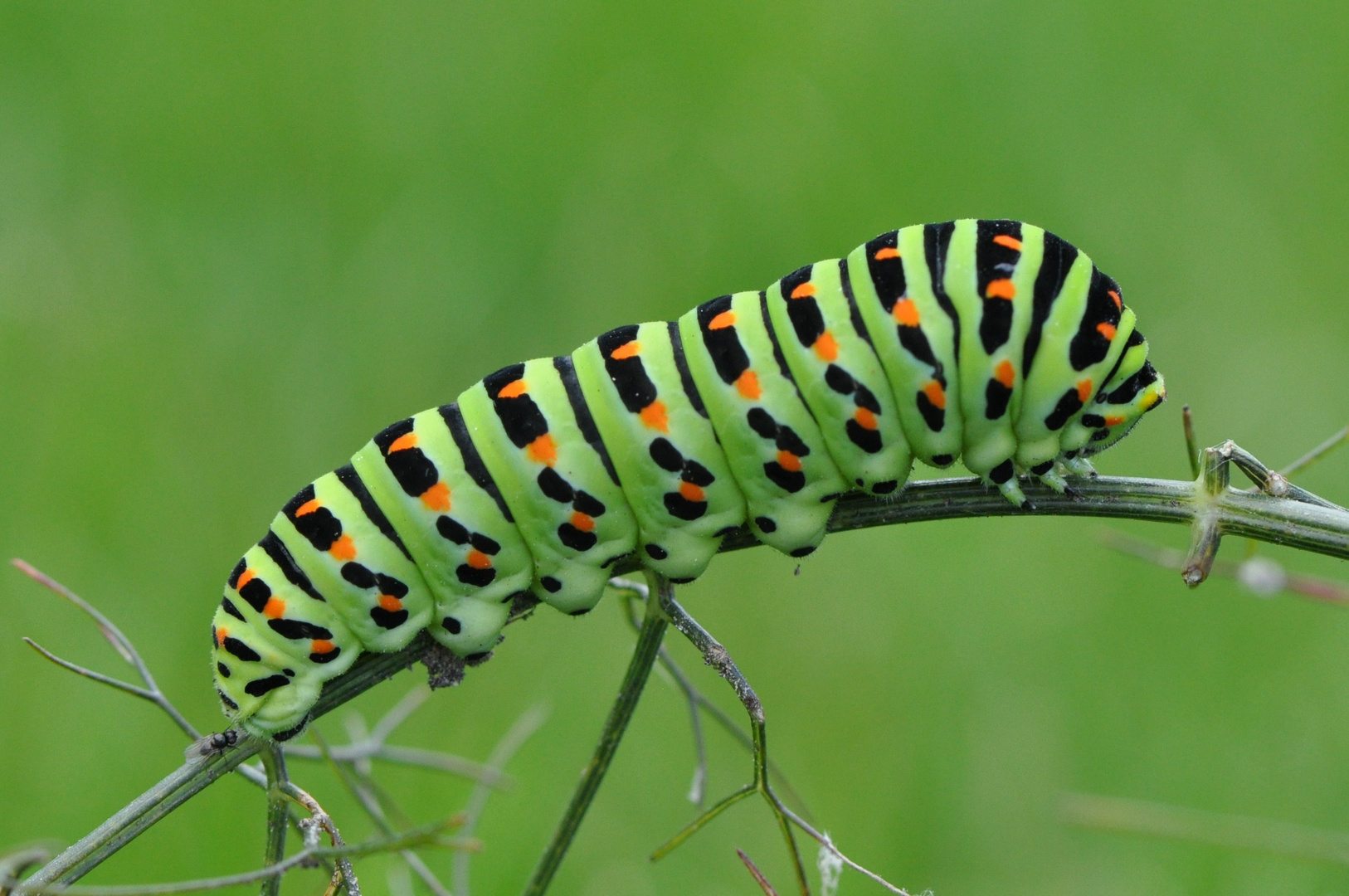 Raupe des Schwalbenschwanz