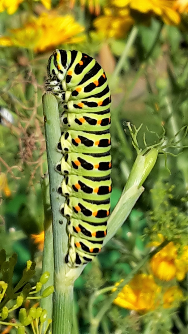 Raupe des Schwalbenschwanz