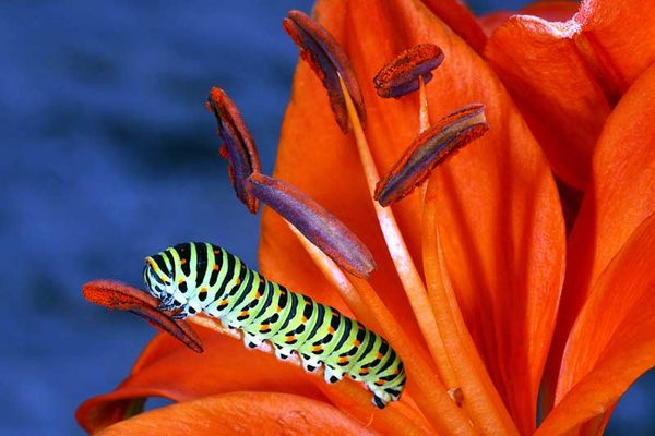 Raupe des Schwalbenschwanz