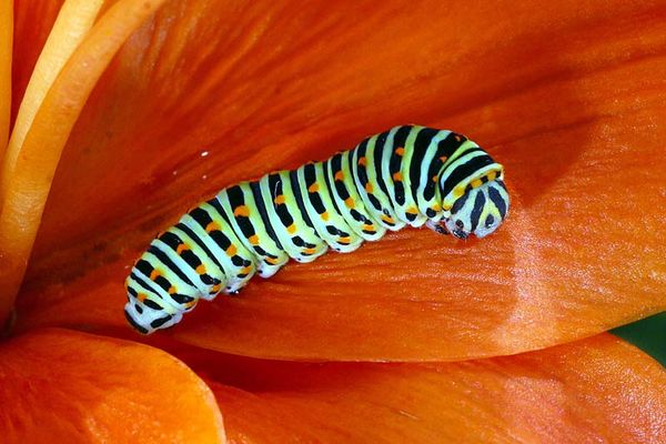 Raupe des Schwalbenschwanz