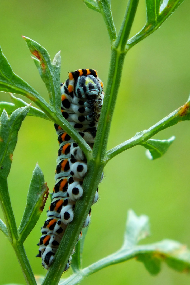 Raupe des Schwalbenschwanz