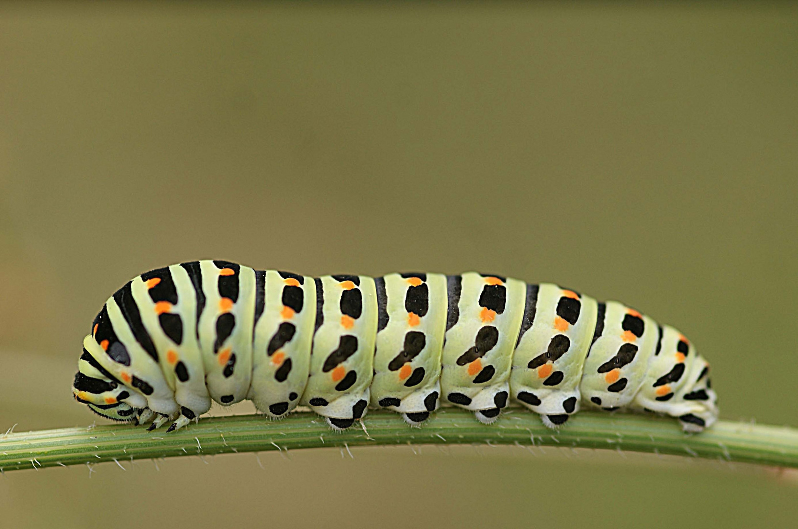 Raupe des Schwalbenschwanz