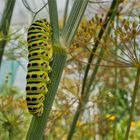 Raupe des Schwalbenschwanz Falters