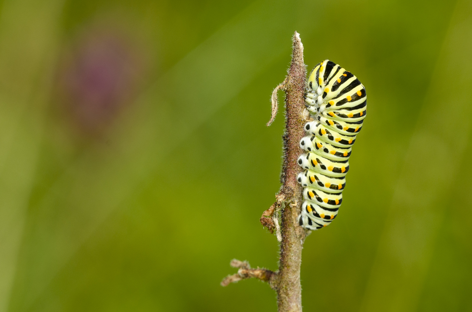 Raupe des Schwalbenschwanz (Papilio machaon)