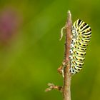 Raupe des Schwalbenschwanz (Papilio machaon)