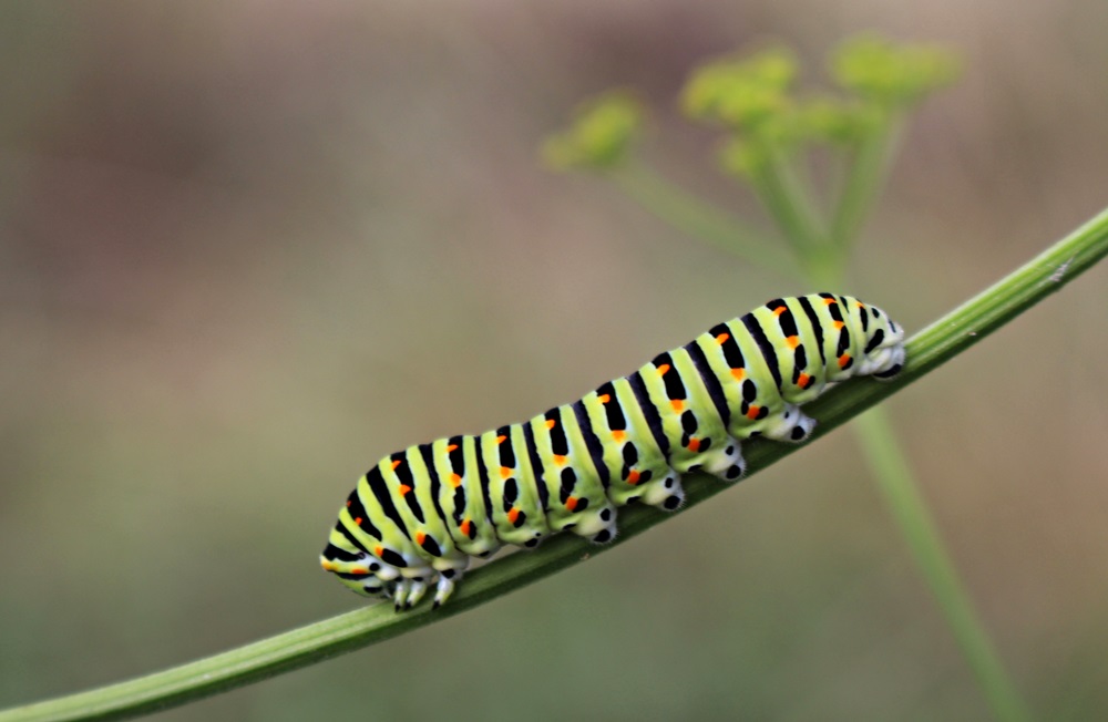 Raupe des Schwalbenschwanz (Papilio machaon)