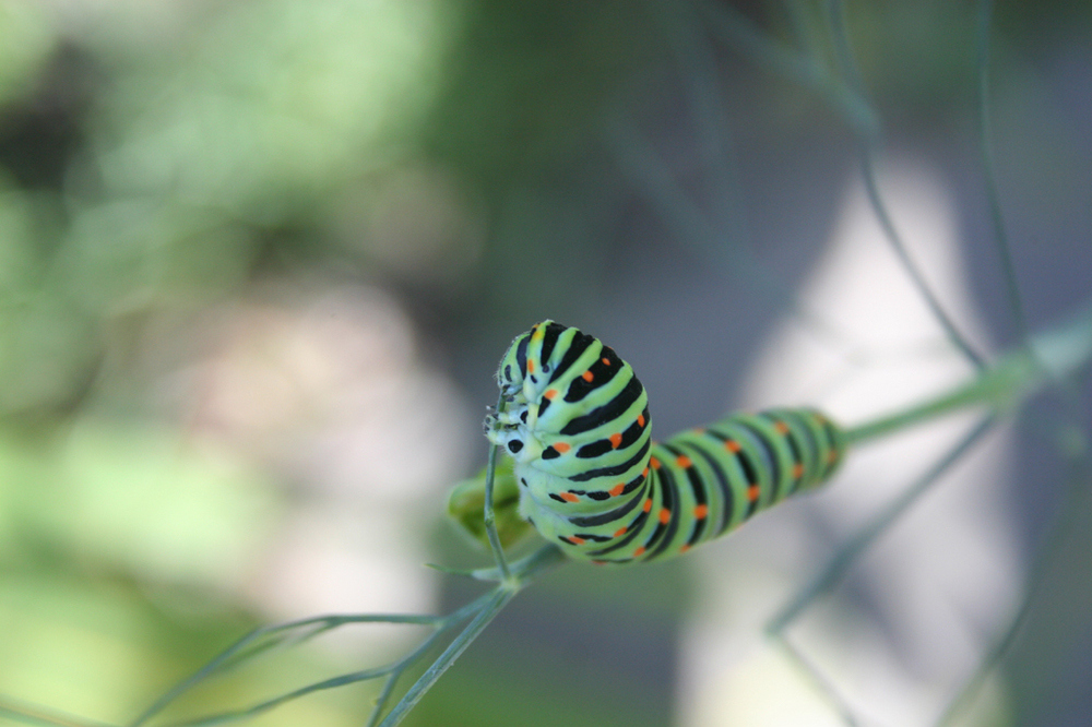 Raupe des Schwalbenschwanz-Schmetterling