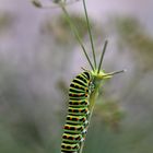 Raupe des Schwalbenschwanz-Schmetterlings