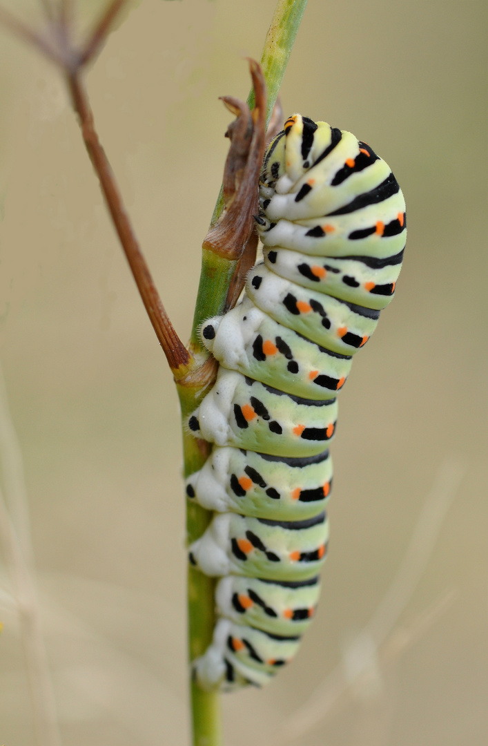 Raupe des Schwalbenschwanzes