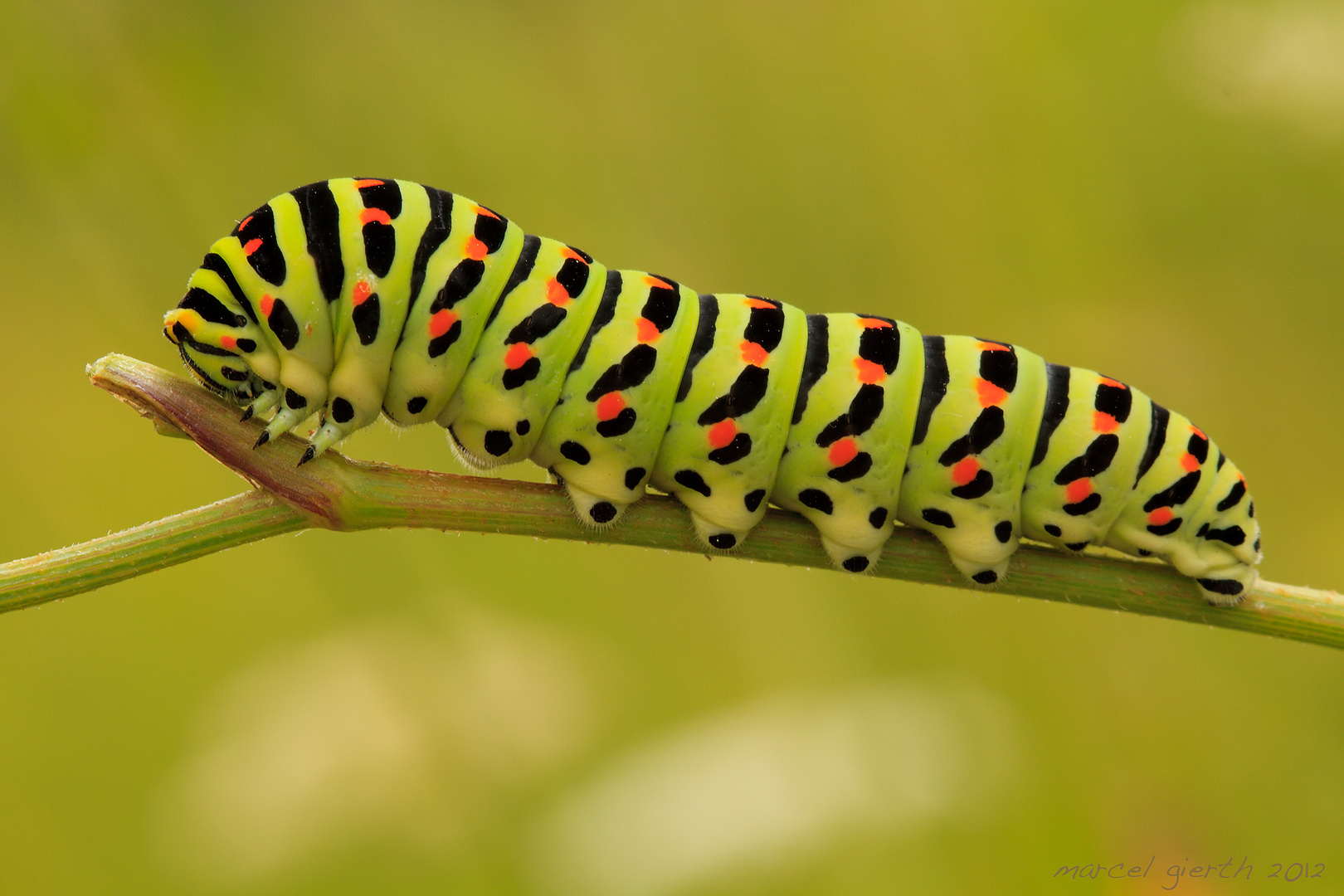 Raupe des Schwalbenschwanzes... Foto & Bild tiere, wildlife, insekten Bilder auf Raupe des Schwalbenschwanzes... Foto & Bild tiere, wildlife, insekten Bilder auf