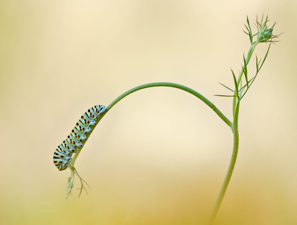 Raupe des Schwalbenschwanzes