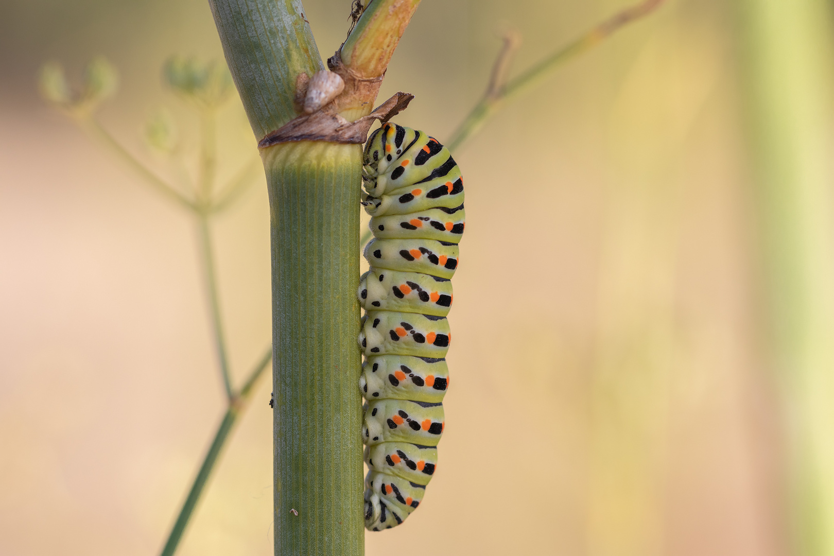 Raupe des Schwalbenschwanzes