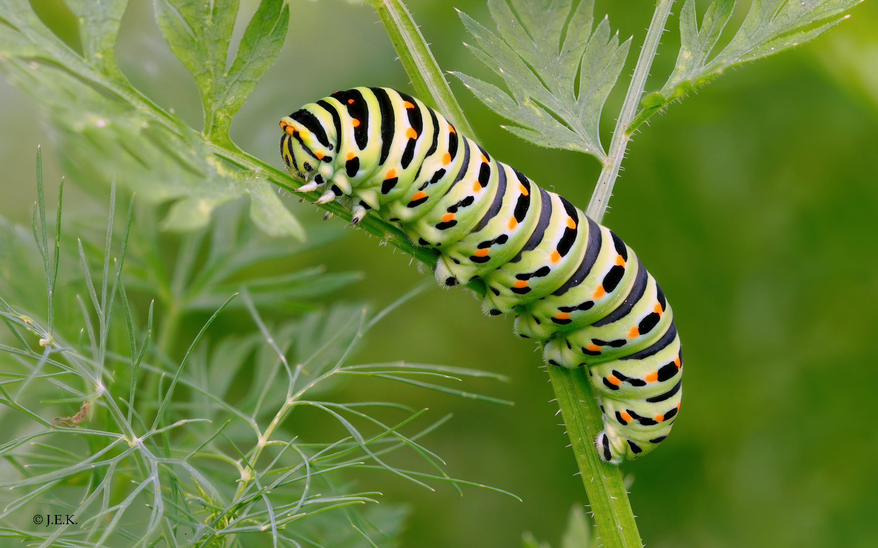 Raupe des Schwalbenschwanzes