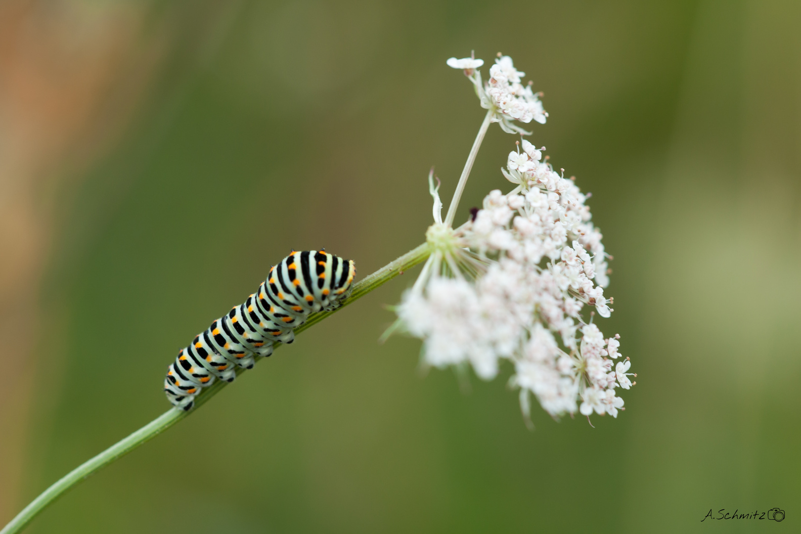 Raupe des Schwalbenschwanzes