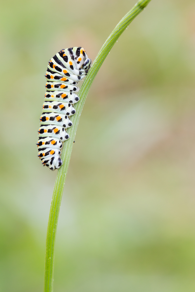 Raupe des Schwalbenschwanzes