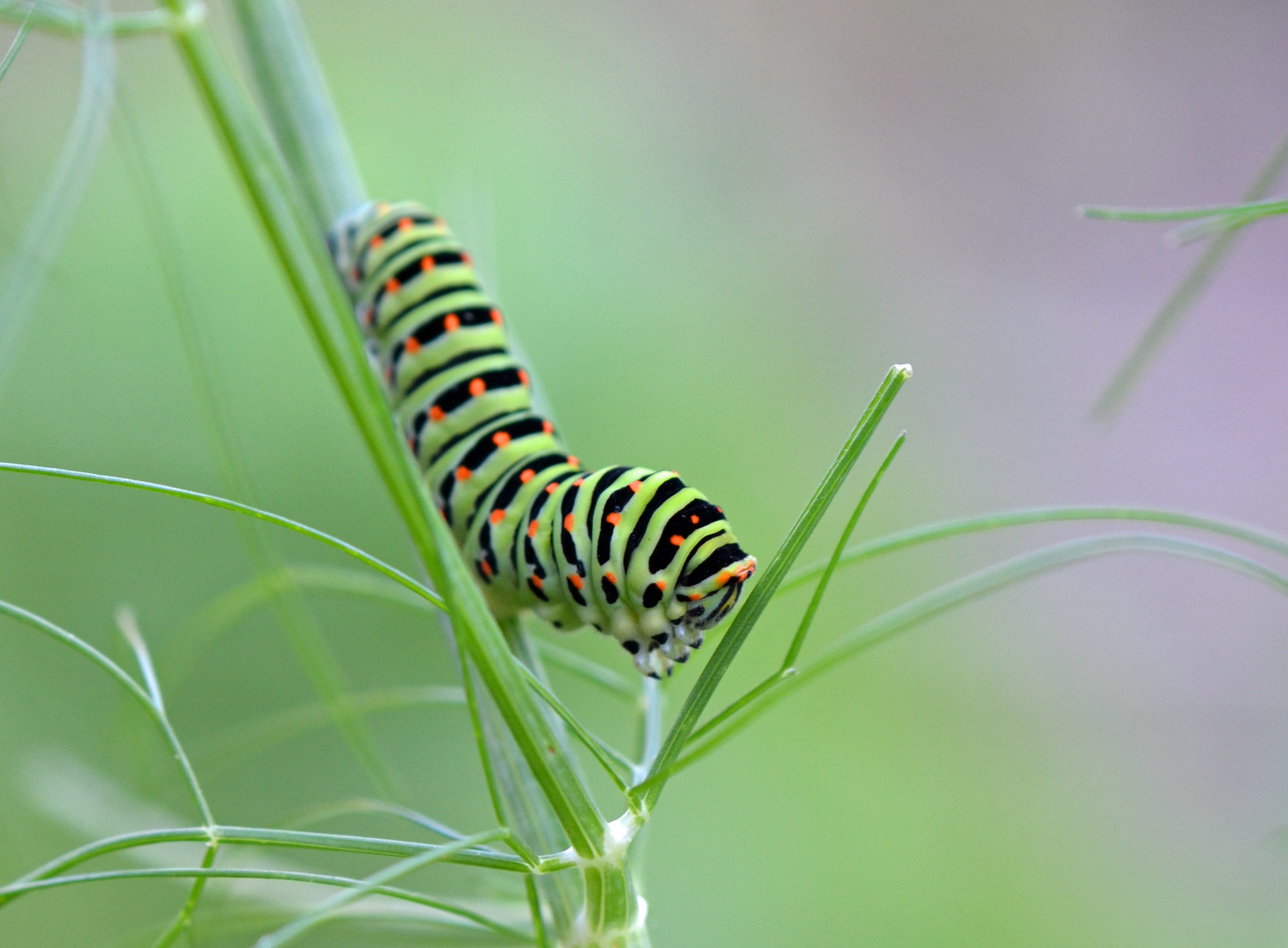 Raupe des Schwalbenschwanzes