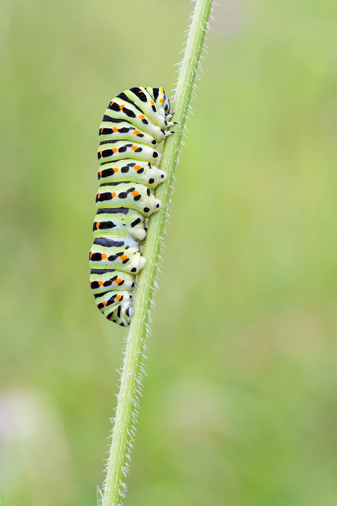 Raupe des Schwalbenschwanzes