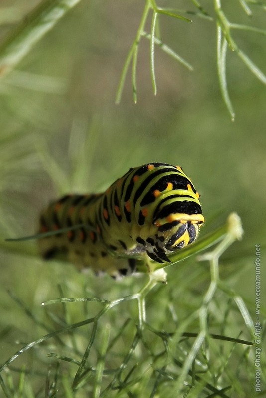 Raupe des Schwalbenschwanzes - Caterpillar from Old World Swallowtail