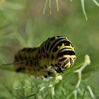 Raupe des Schwalbenschwanzes - Caterpillar from Old World Swallowtail