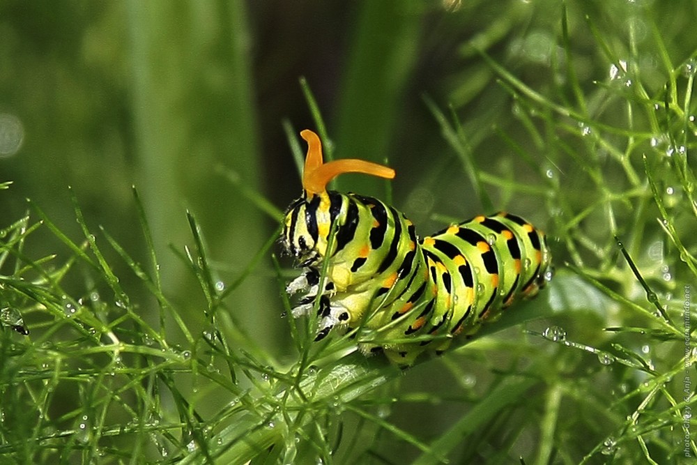 Raupe des Schwalbenschwanzes - Caterpillar of Old World Swallowtail