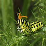 Raupe des Schwalbenschwanzes - Caterpillar of Old World Swallowtail