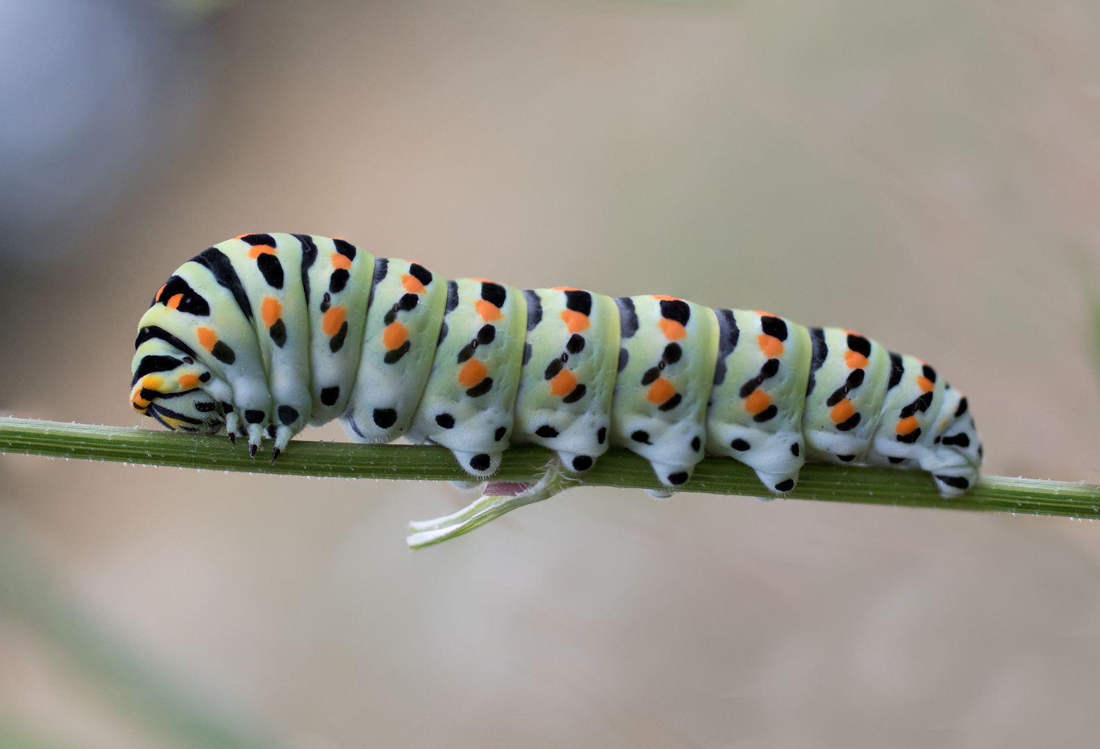 Raupe des Schwalbenschwanzes