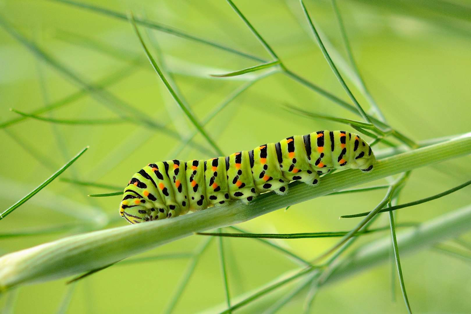 Raupe des Schwalbenschwanzes (Papilio machaon)