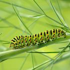 Raupe des Schwalbenschwanzes (Papilio machaon)