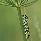 Raupe des Schwalbenschwanzes (Papilio machaon)