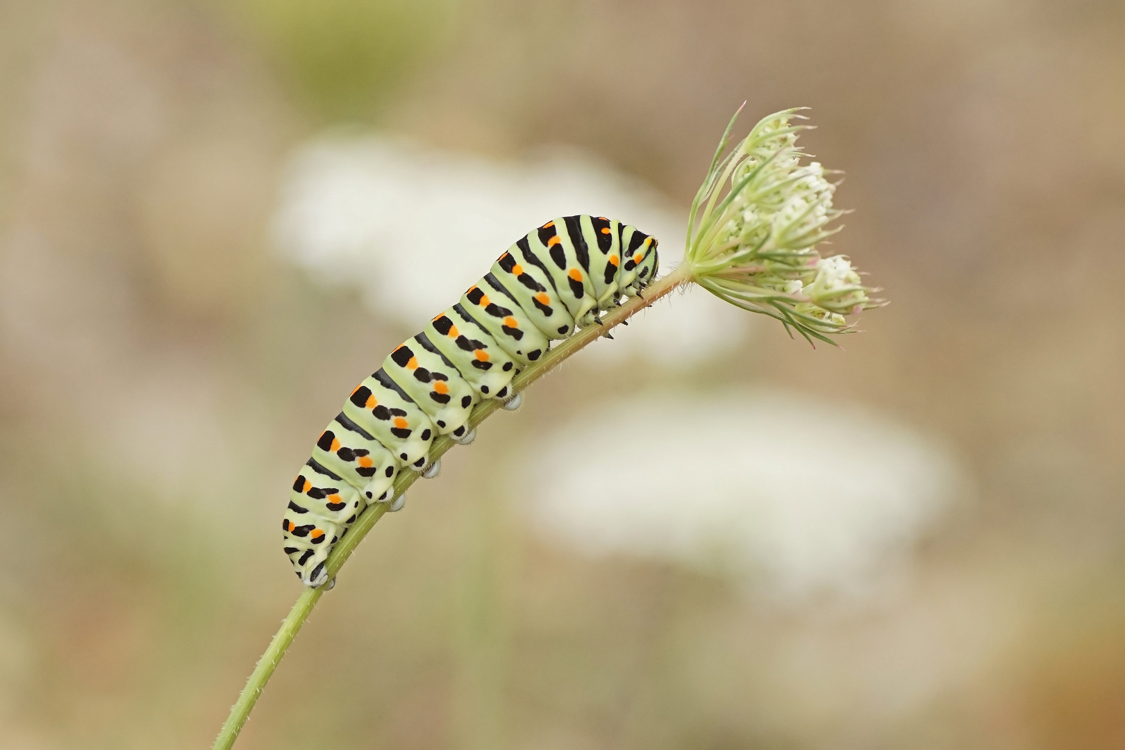 Raupe des Schwalbenschwanzes (Papilio machaon)