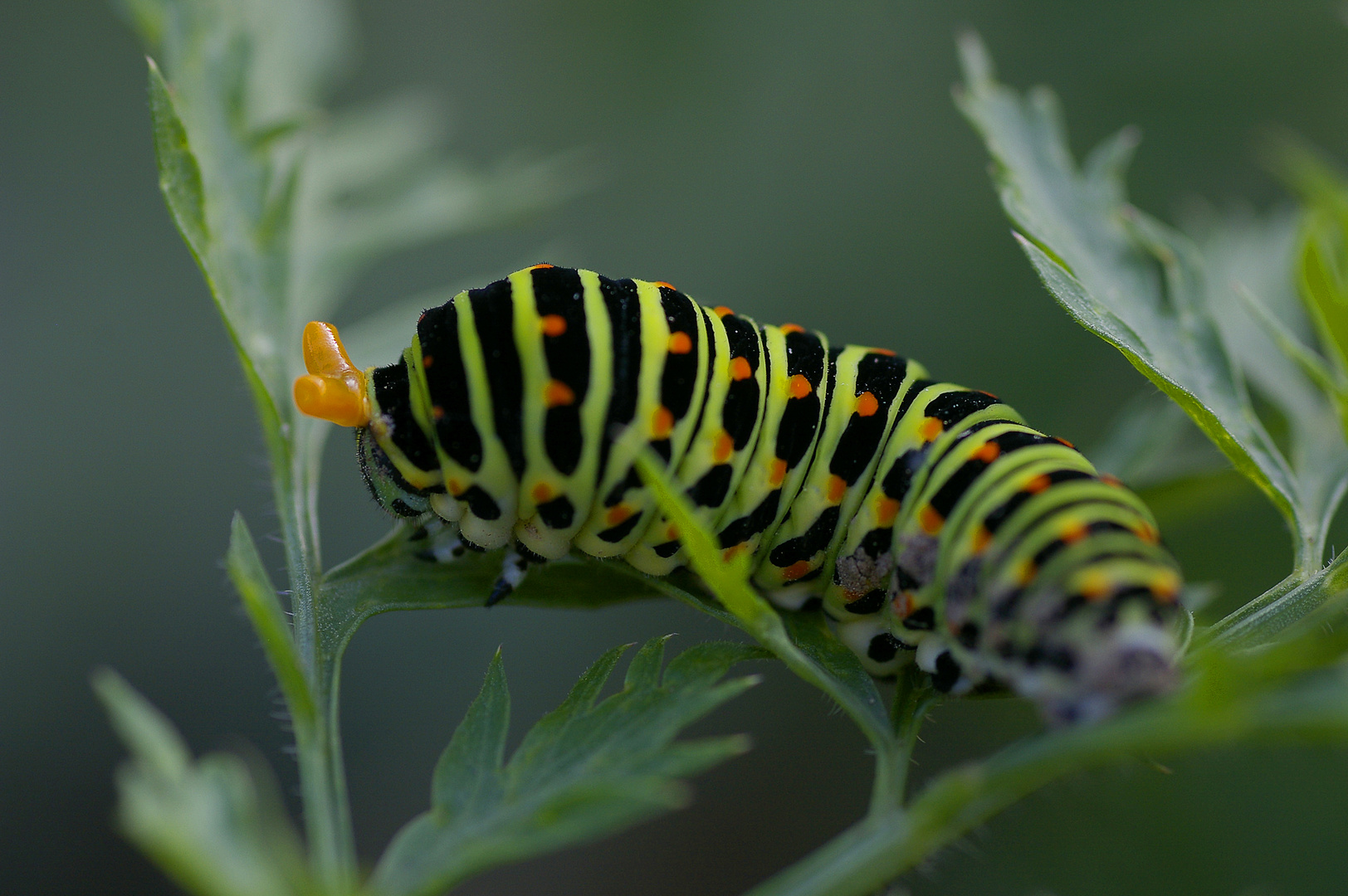 Raupe des Schwalbenschwanzschmetterling