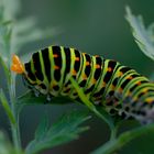 Raupe des Schwalbenschwanzschmetterling