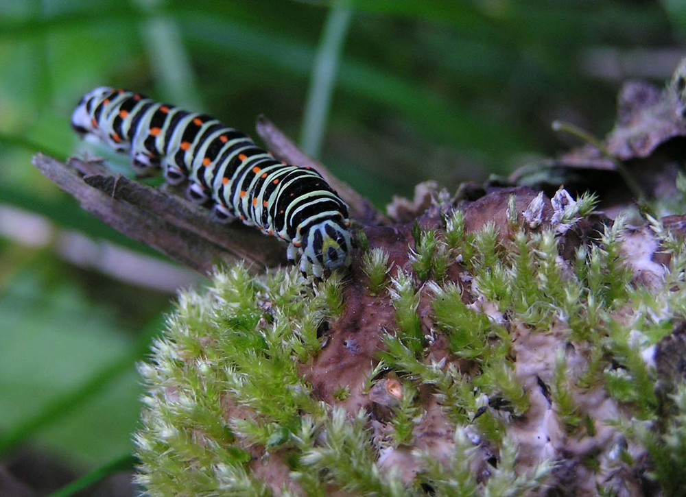 Raupe des Schwalbenschwanzschmetterlings I