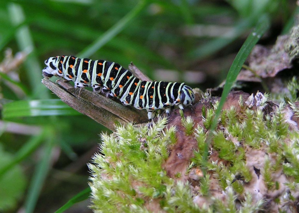 Raupe des Schwalbenschwanzschmetterlings II