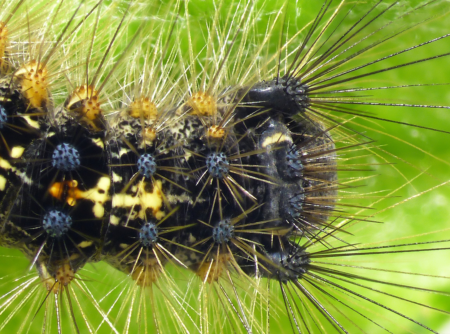 Raupe des Schwammspinners (Lymantria dispar)