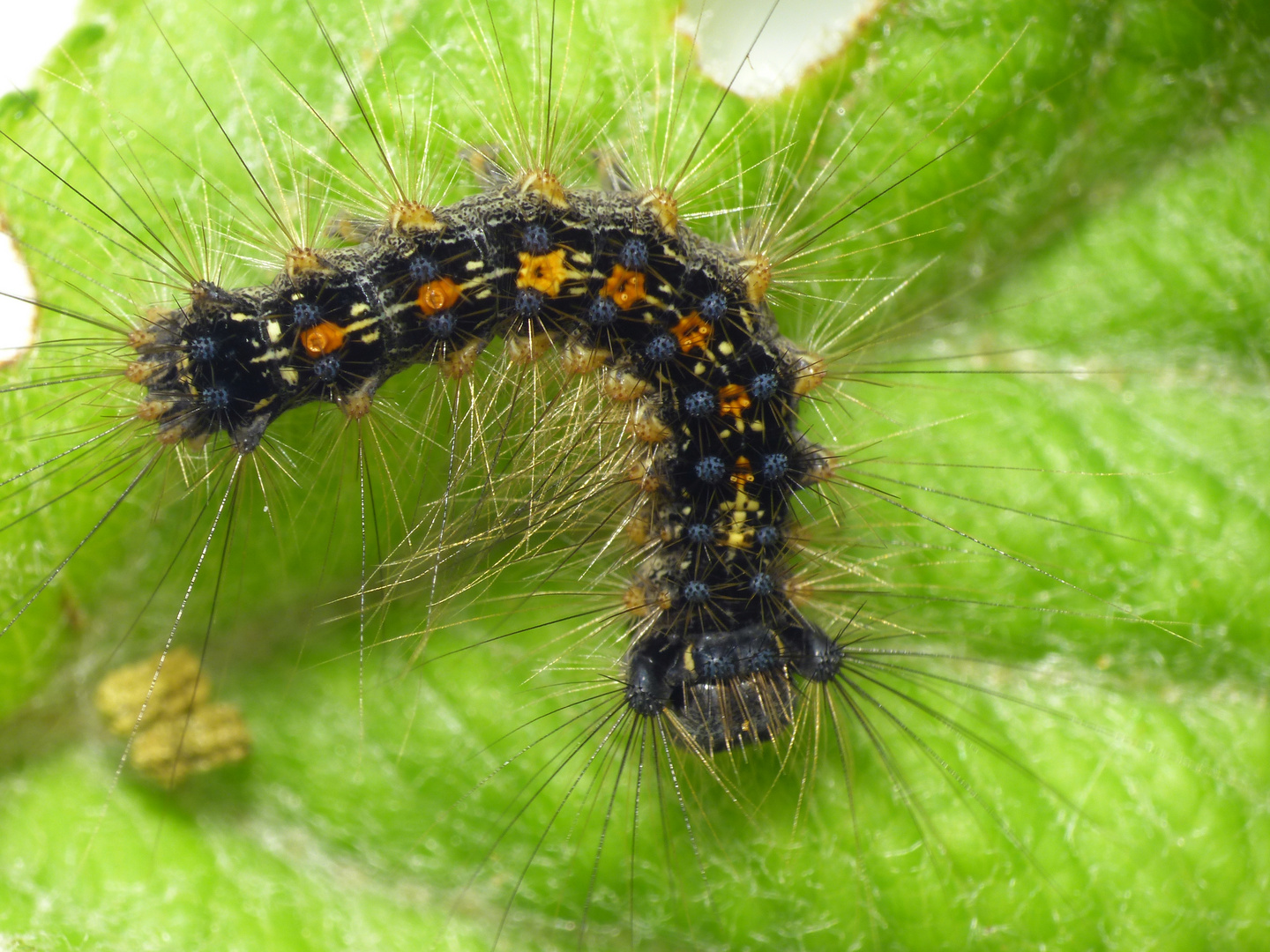 Raupe des Schwammspinners (Lymantria dispar)