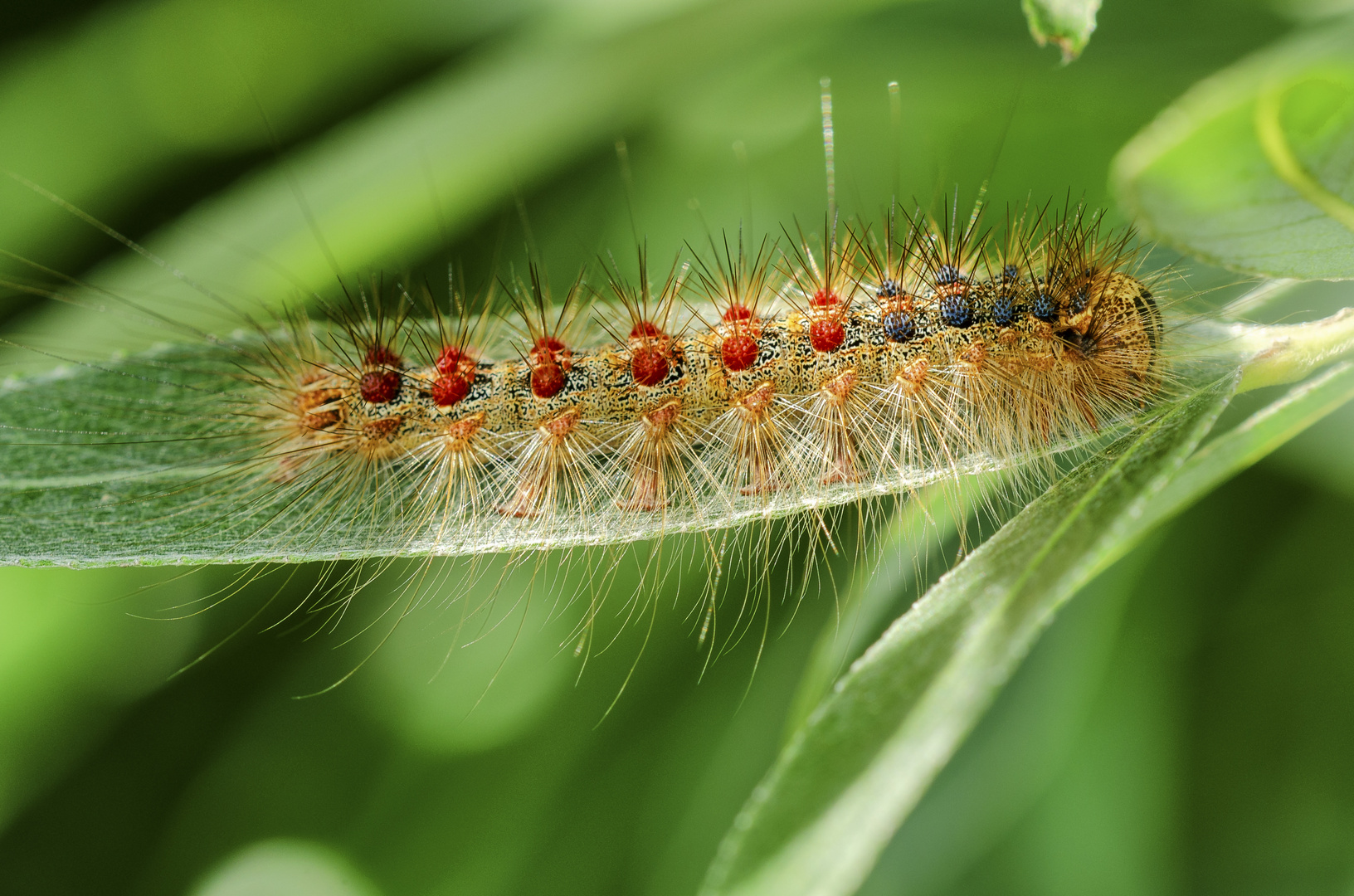 Raupe des Schwammspinners (Lymantria dispar)