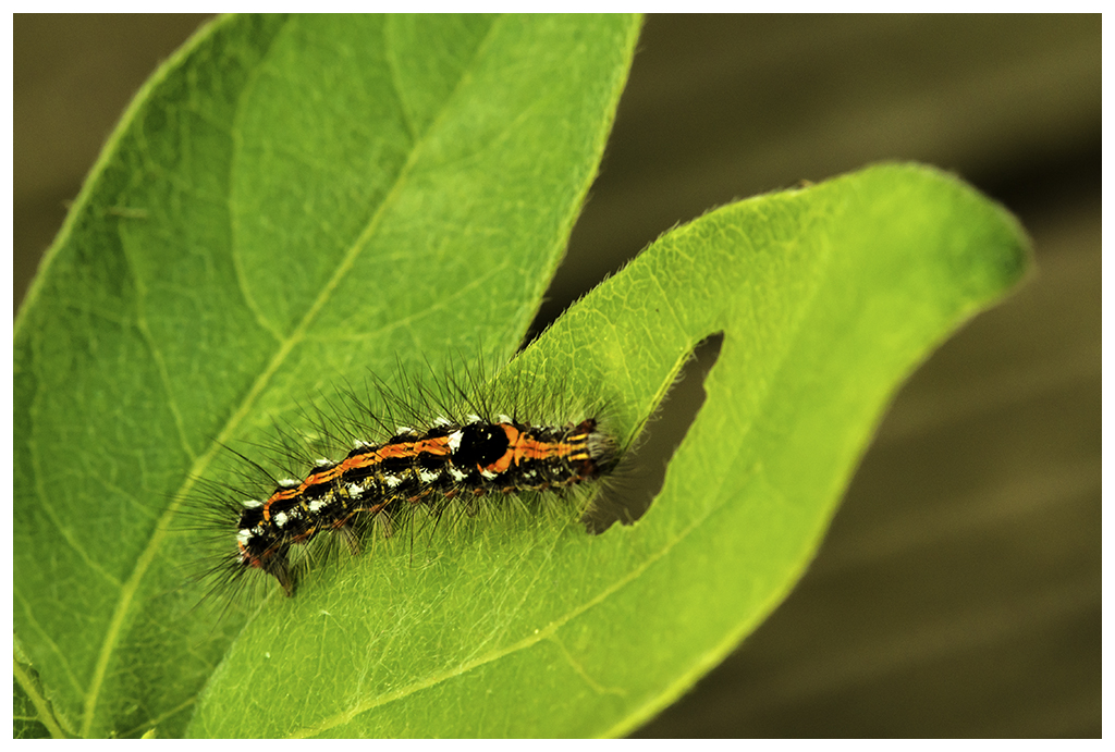 Raupe des Schwan