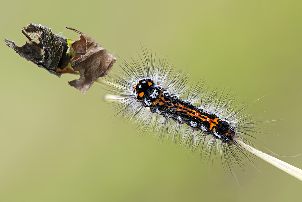 Raupe des Schwans