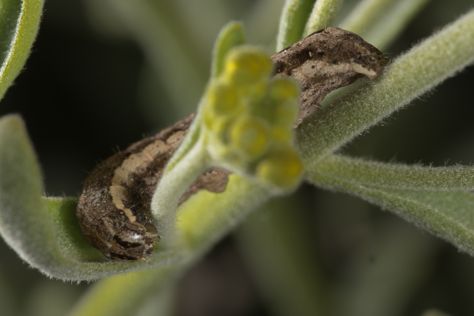 Raupe des Schwarzen C (Xestia c-nigrum)