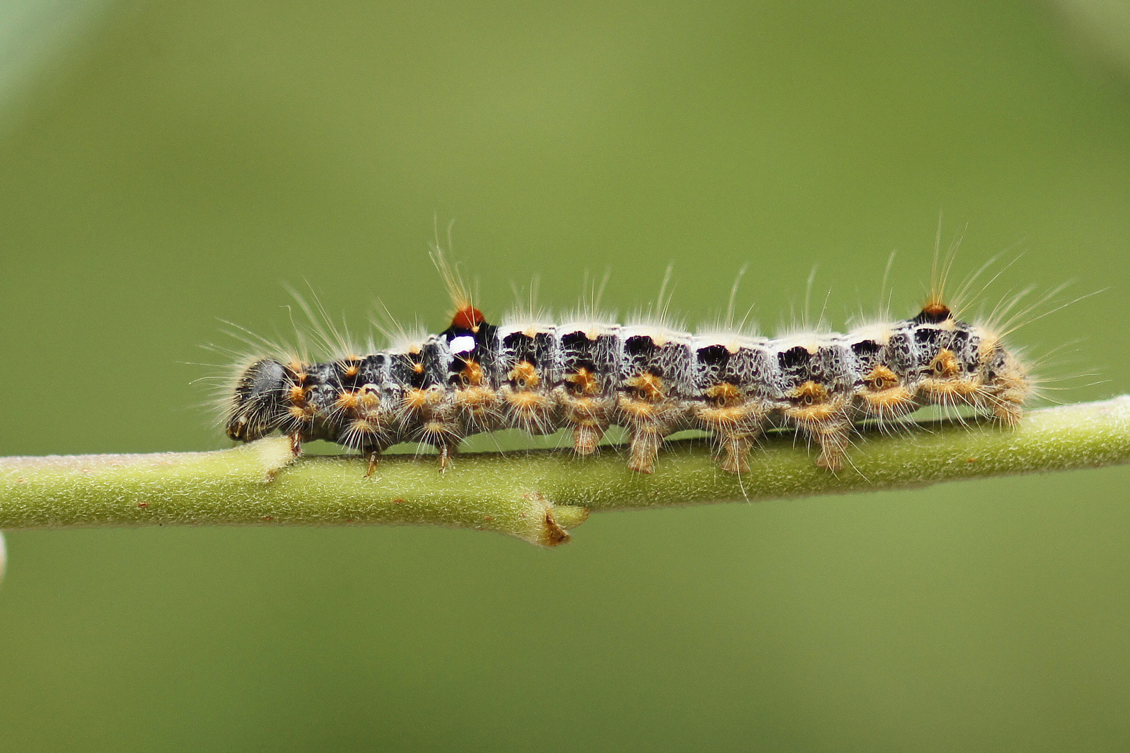 Raupe des Schwarzgefleckten Rauhfußspinners (Clostera anachoreta)