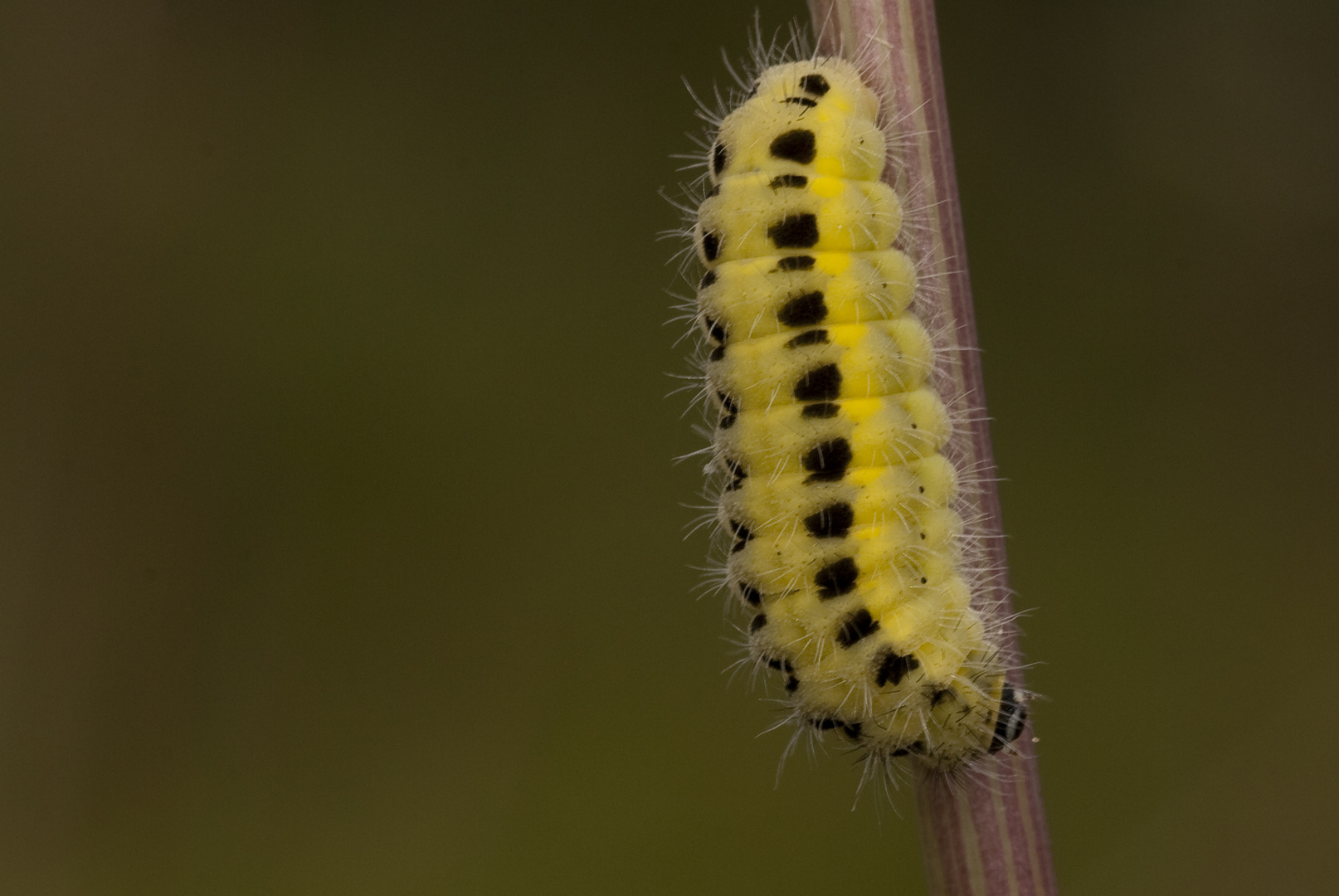 Raupe des Sechsfleckwidderchen (Zygaena filipendulae)