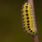 Raupe des Sechsfleckwidderchen (Zygaena filipendulae)